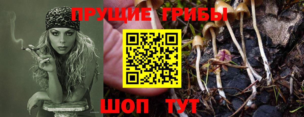 где купить   Псилоцибиновые грибы GOLDEN TEACHER  Павлово  Вход с VPN  Псилоцибиновые грибы прущие грибы 