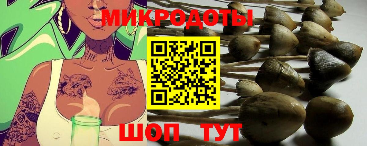 Галлюциногенные грибы Psilocybine cubensis Павлово